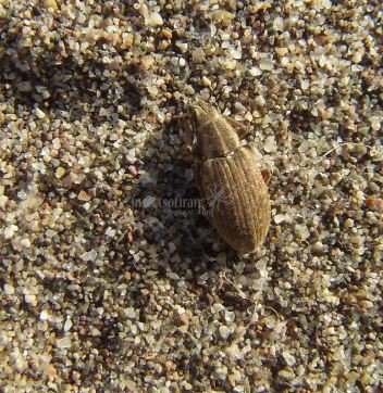 Sitona puncticollis Stephens