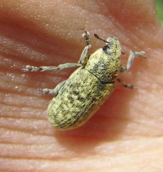 Rhinocyllus conicus -3