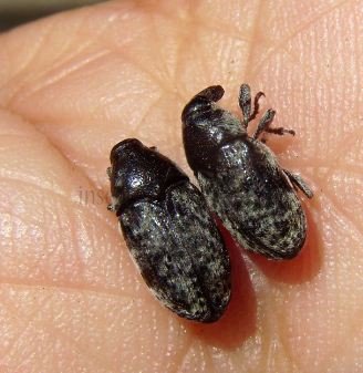 Rhinocyllus conicus -5