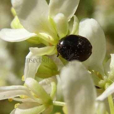 Anthrenus sp -16
