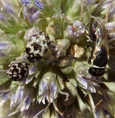 Anthrenus sp -17