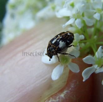 Anthrenus sp -14