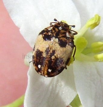 Anthrenus pimpinellae-4