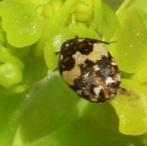 Anthrenus pimpinellae-2