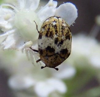 Anthrenus pimpinellae-3