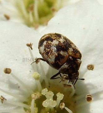 Anthrenus pimpinellae-1