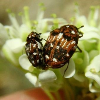 Anthrenus scrophulariae -1
