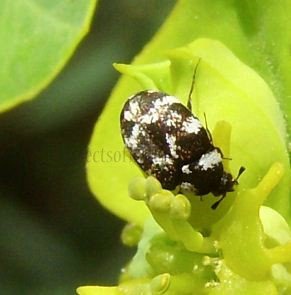 Anthrenus scrophulariae-2