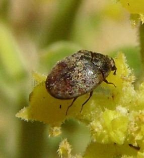 Anthrenus sp -1
