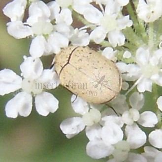 Anthrenus sp -2