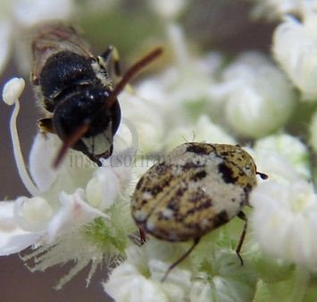 Anthrenus sp -3