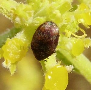 Anthrenus sp -4