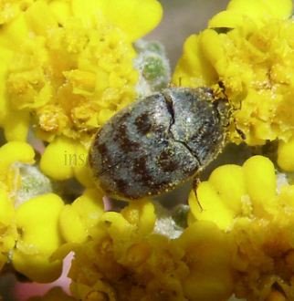 Anthrenus sp-6
