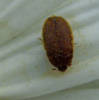 Attagenus sp-1