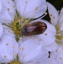Attagenus sp-2