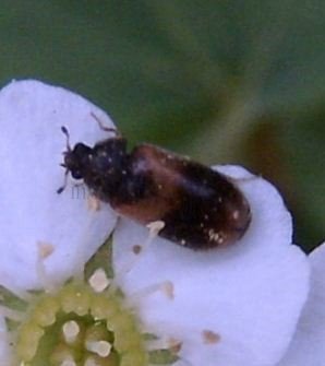 Attagenus sp-3