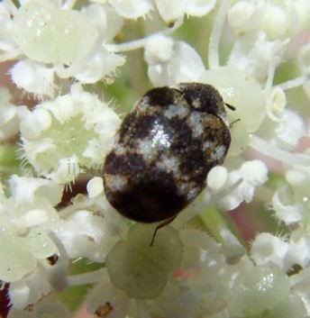 Anthrenus sp-7