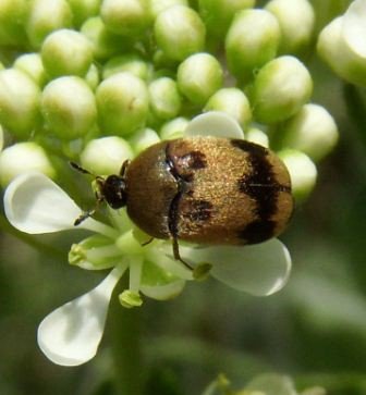 Attagenus tigrinus