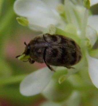 Attagenus trifasciatus -1