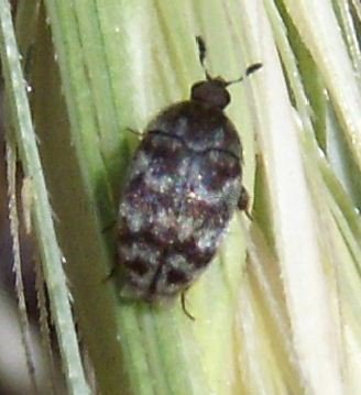 Attagenus trifasciatus -2