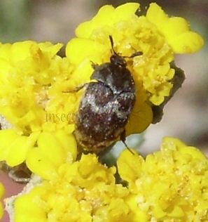 Attagenus trifasciatus -3