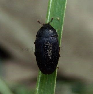 Dermestes fuliginosus-1