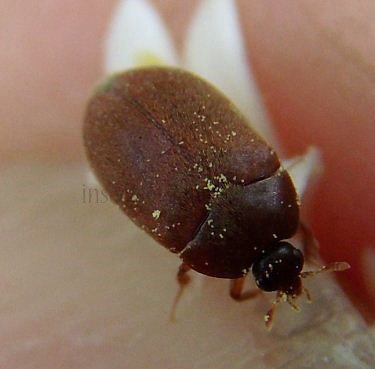 Dermestes haemorrhoidalis