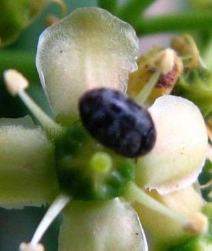 Trogoderma angust
