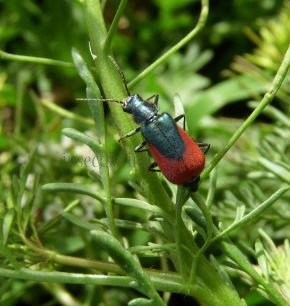 Malachius aeneus-4