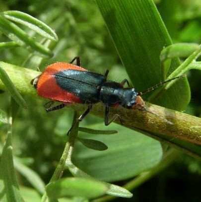 Malachius aeneus-5