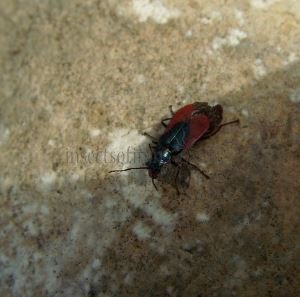 Malachius aeneus-6