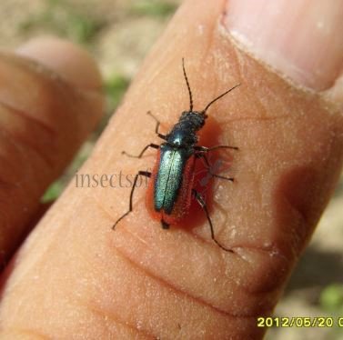 Malachius aeneus-8