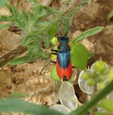Malachius sp-2