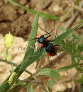 Malachius sp-3