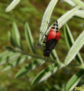 Malachius sp-4