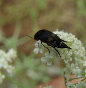 Variimorda villosa-9