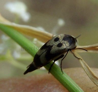 Variimorda villosa-3