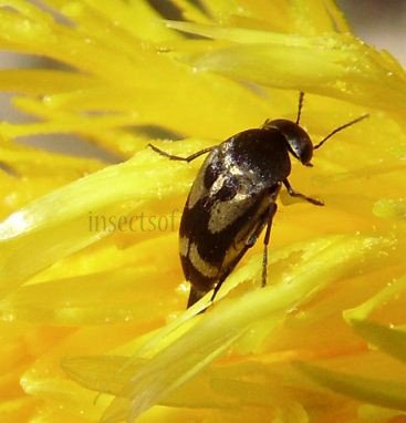 Variimorda villosa-5