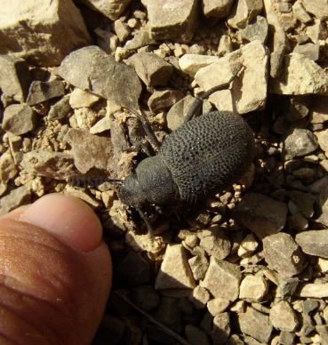 Pachyscelis karelini -6