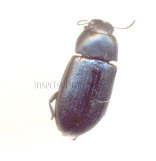 Pedinus sp