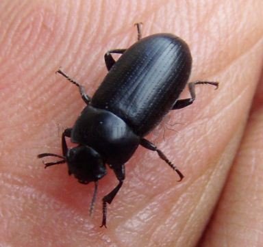 Opatroides punctulatus