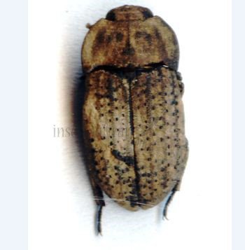 Opatrum sabulosum