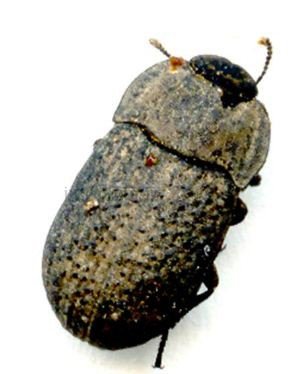 Opatrum  sp1