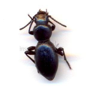 Oterophloeus picipes