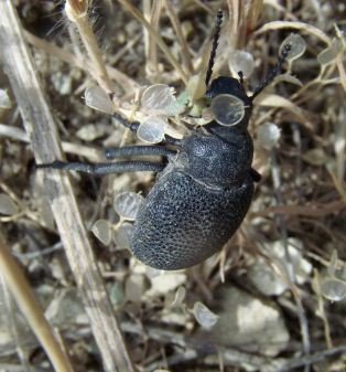 Pachyscelis karelini -1