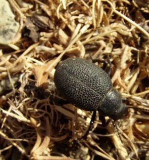 Pachyscelis karelini -3