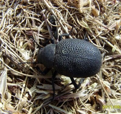 Pachyscelis karelini -4