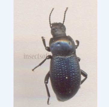 Polypleurus sp