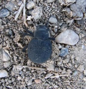 Pimelia angulata