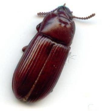 Tenebrio moli
